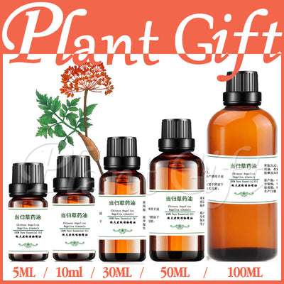 100% pure plant Herbal medicine oilsChinese Angelica herbal oil Essential oils traditional Chinese Angelica sinensis
